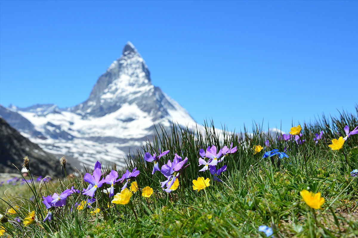 Matterhorn mit Alpenblumen beim Wandern in der Schweiz