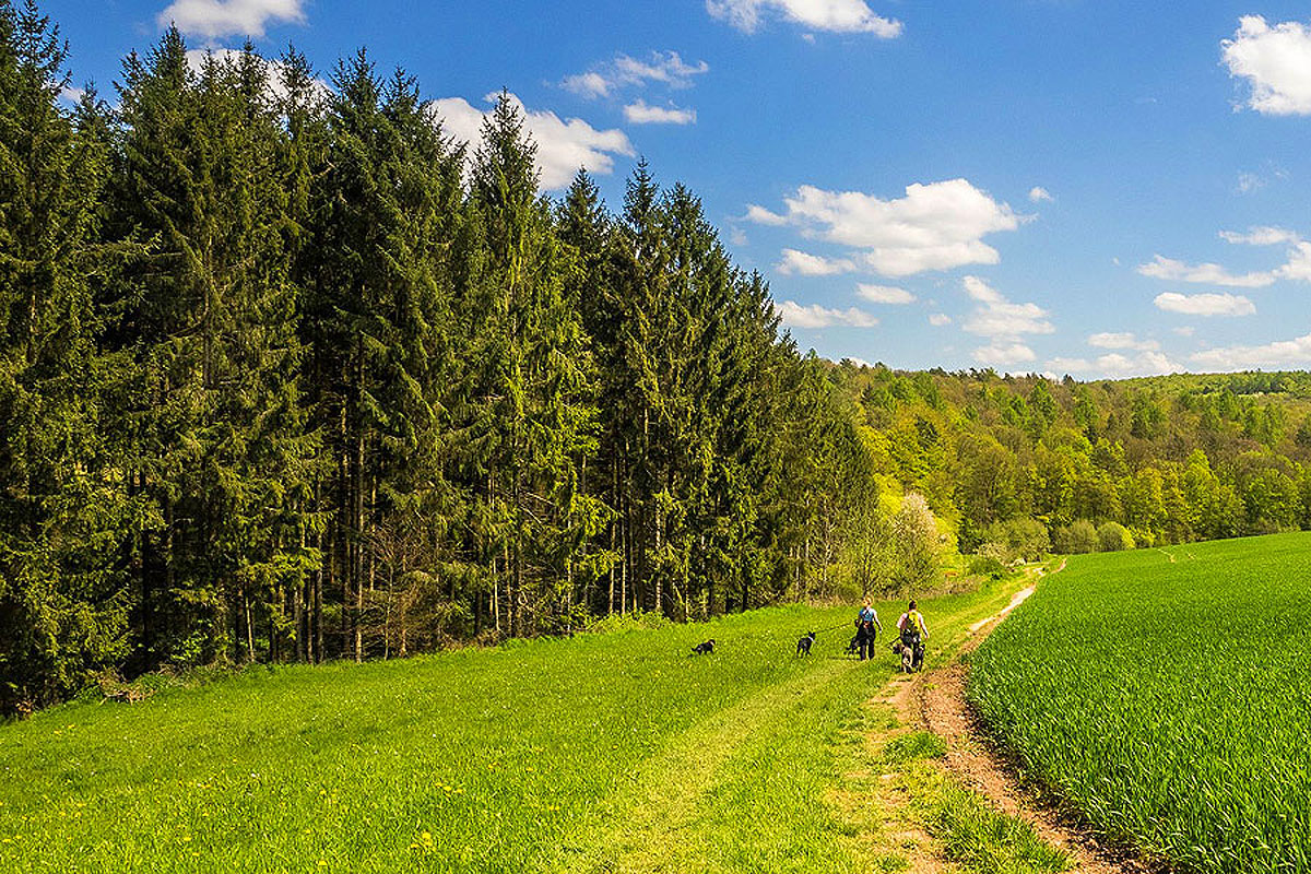 Über die Grenzen von Hessen, Bayern und Thüringen hinweg erstreckt sich der 175 km lange Hochrhöner Premiumwanderweg.